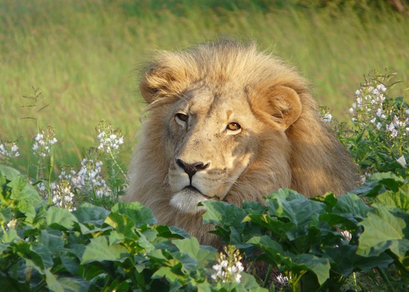 Lion in Etosha, Namibia