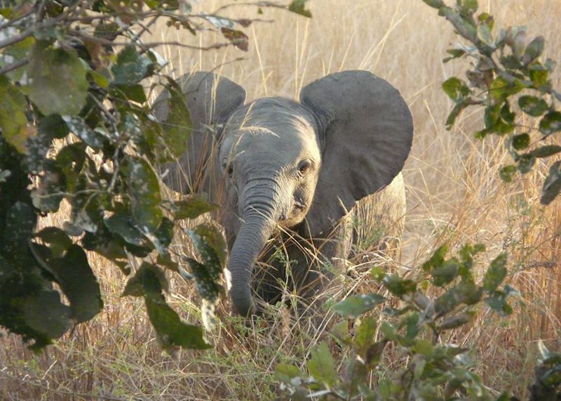 Young elephant, South Luangwa National Park, Zambia
