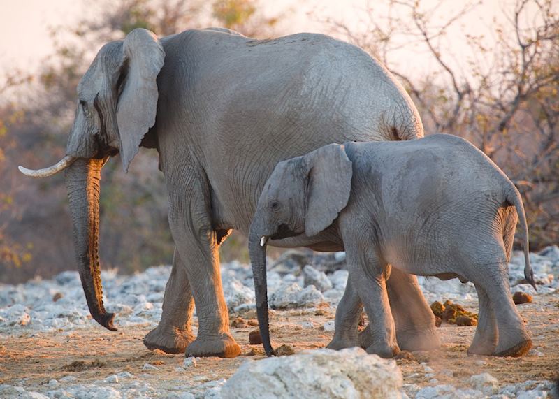 Elephant, Etosha National Park