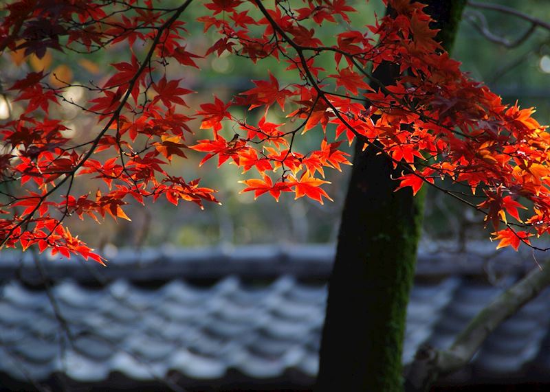 Gotokuji temple, Tokyo
