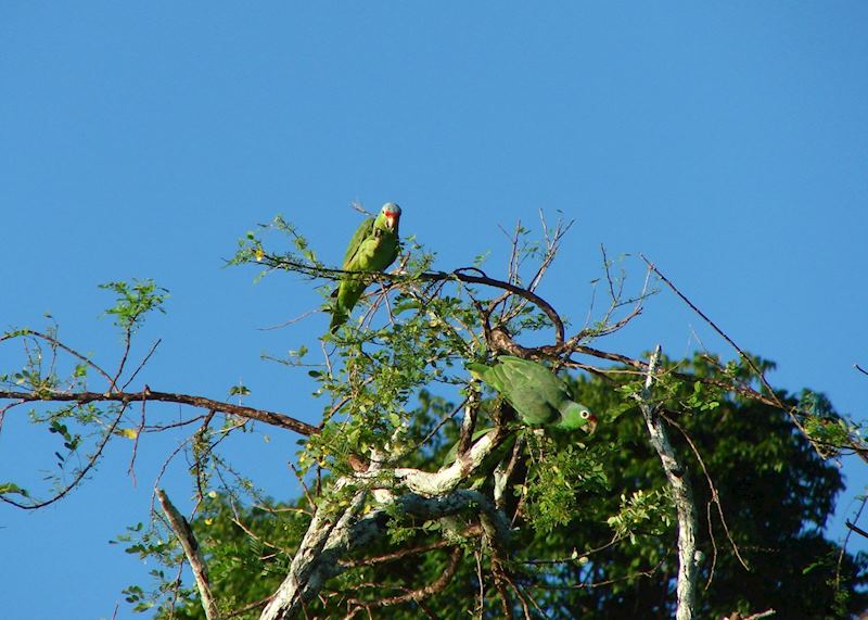 Green Parrots,Lapa Rios, Costa Rica