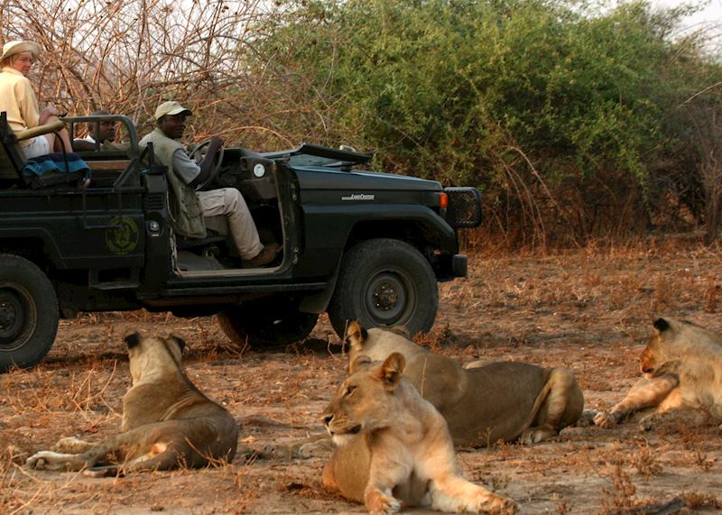 Game drive with Shenton Safaris