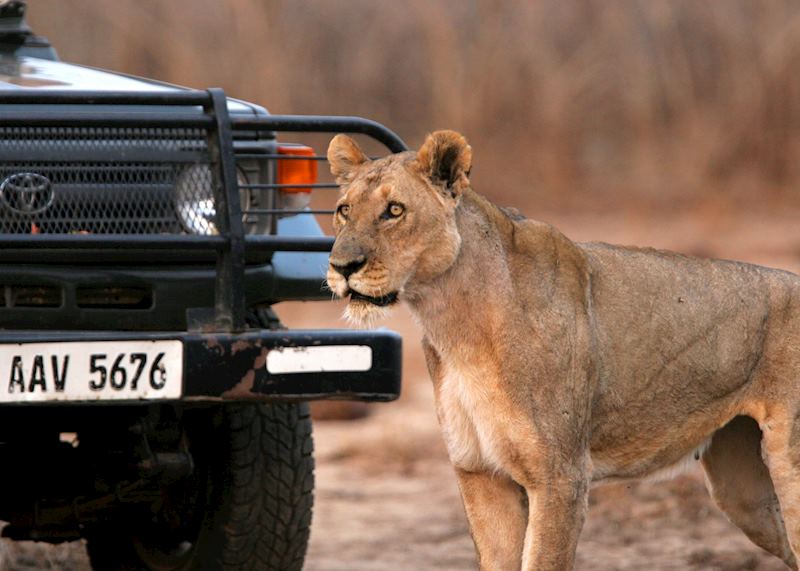 Game drive with Shenton Safaris