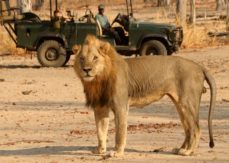 Game drive with Shenton Safaris