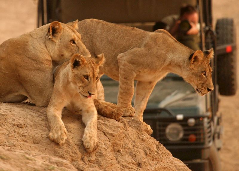 Lions in the South Luangwa