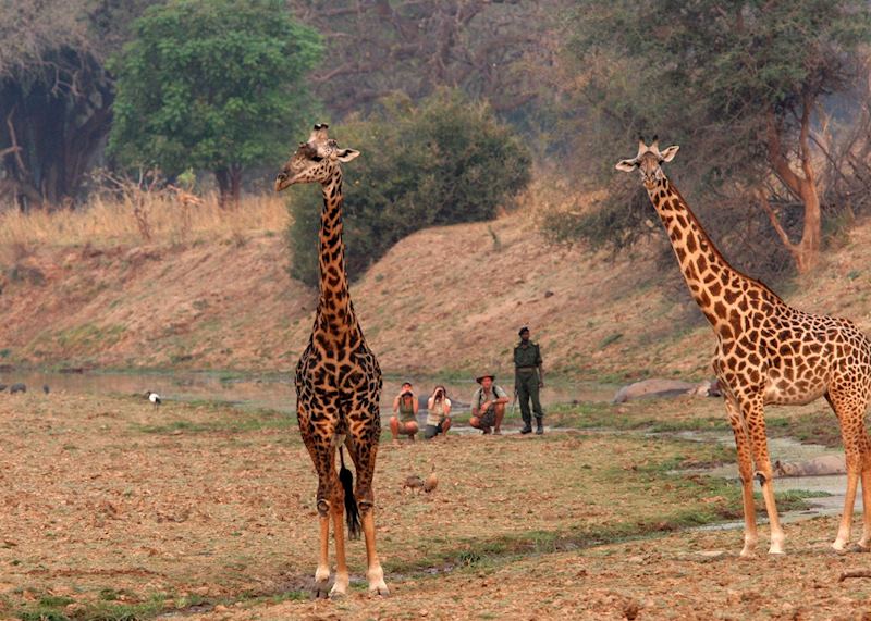 Walking safari with Shenton Safaris