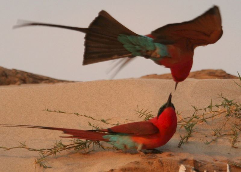 Carmine bee eaters in the South Luangwa