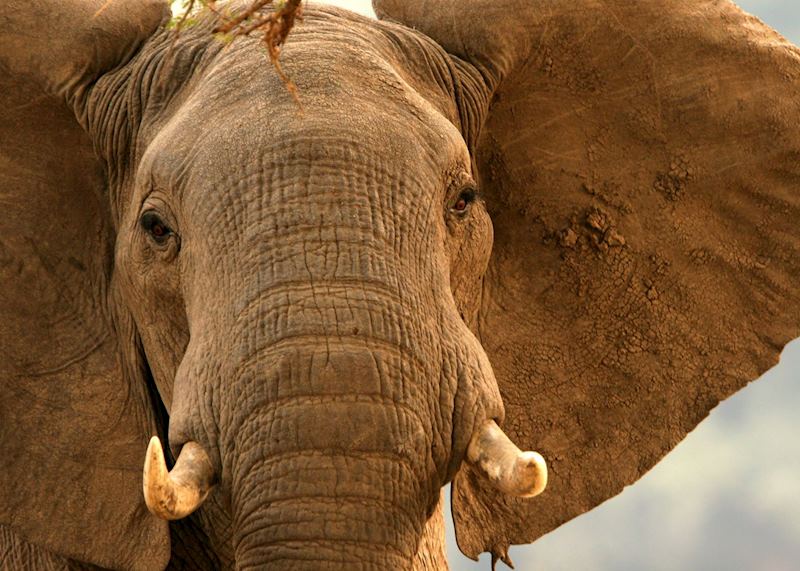 Elephant in the South Luangwa