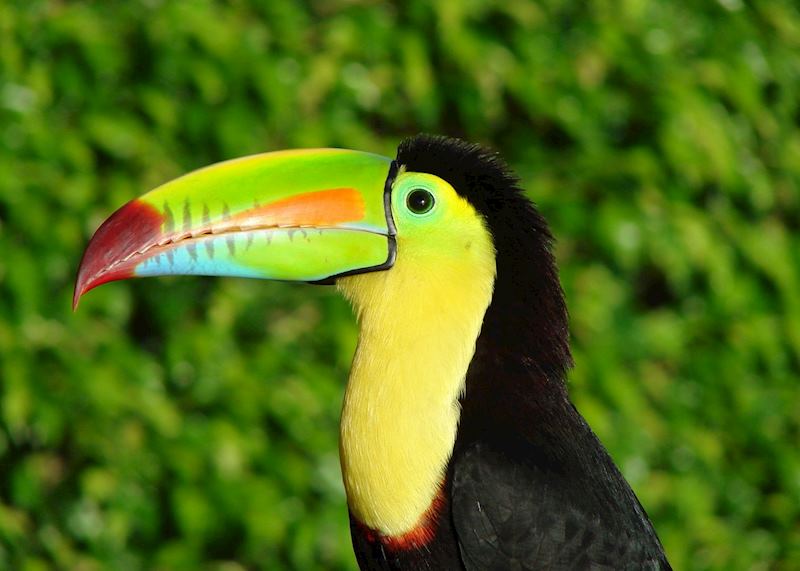 Keel-billed toucan, Costa Rica