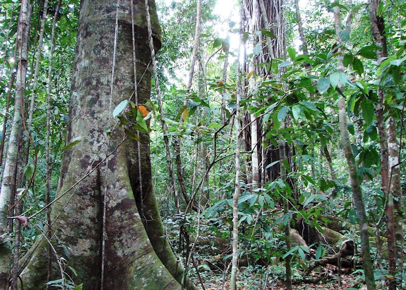Rainforest, Panama