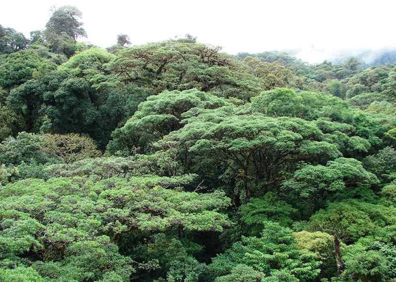 View from Canopy Tower, Panama