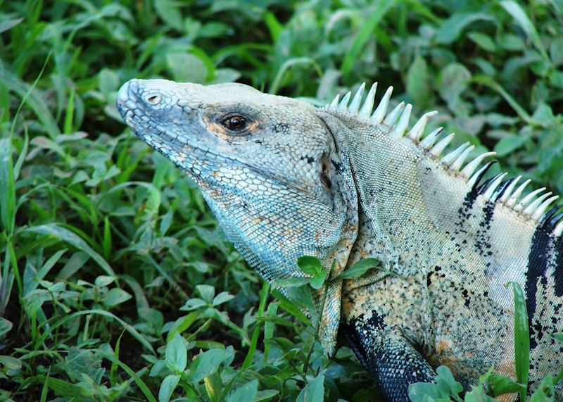 Black Iguana, Arenal
