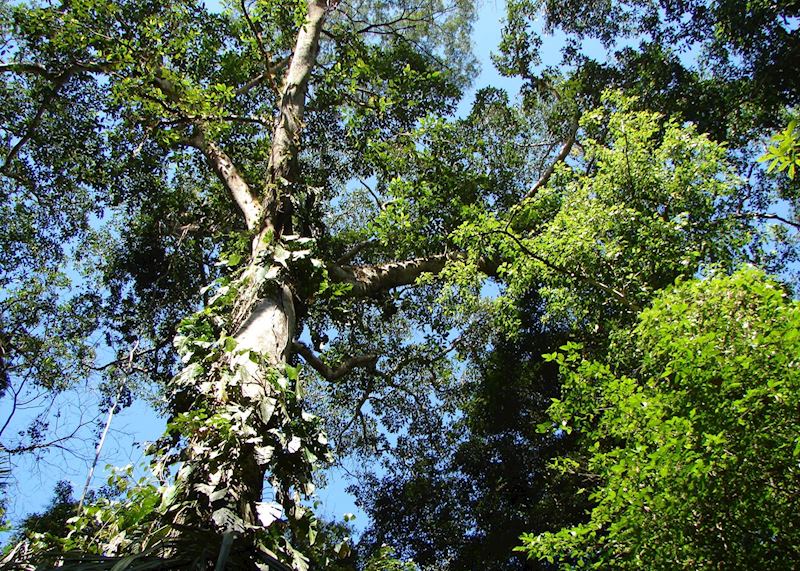 Rainforest, Canopy Tower