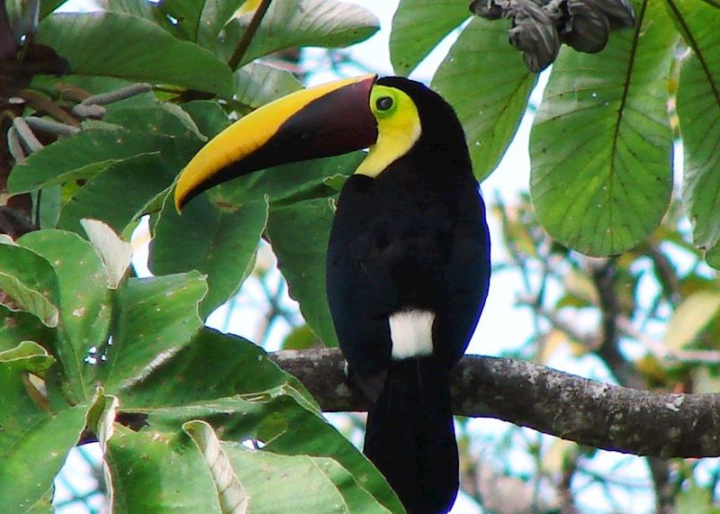 Chestnut-mandibled Toucan, Osa Peninsula