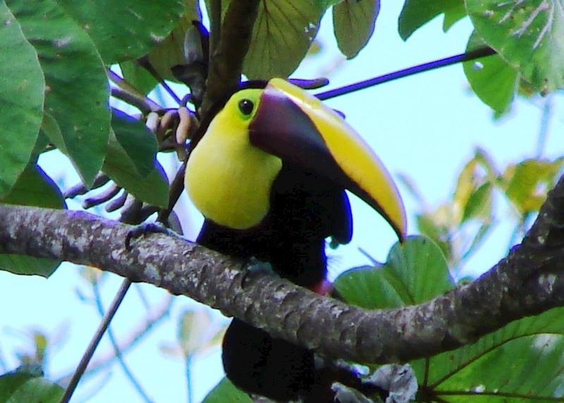 Chestnut mandibled Toucan, Manuel Antonio