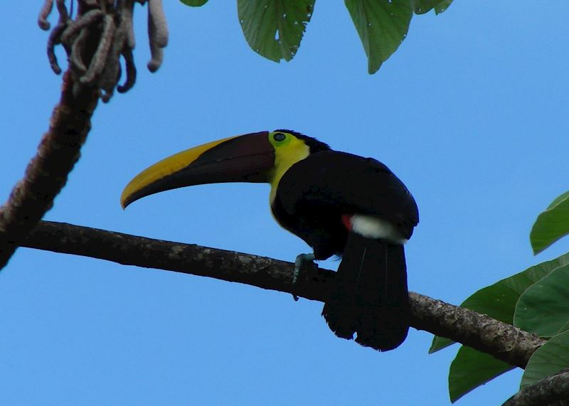 Chestnut-mandibled Toucan, Manuel Antonio