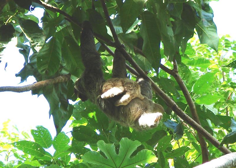 Three-toed sloth, Soberania National Park