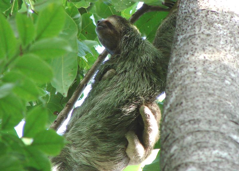 Three-toed sloth, Panama
