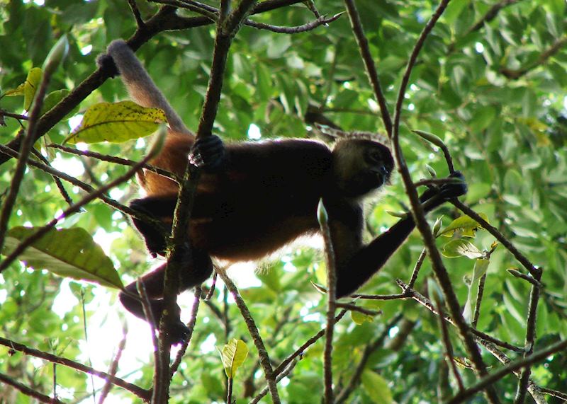 Spider Monkey, Lapa Rios