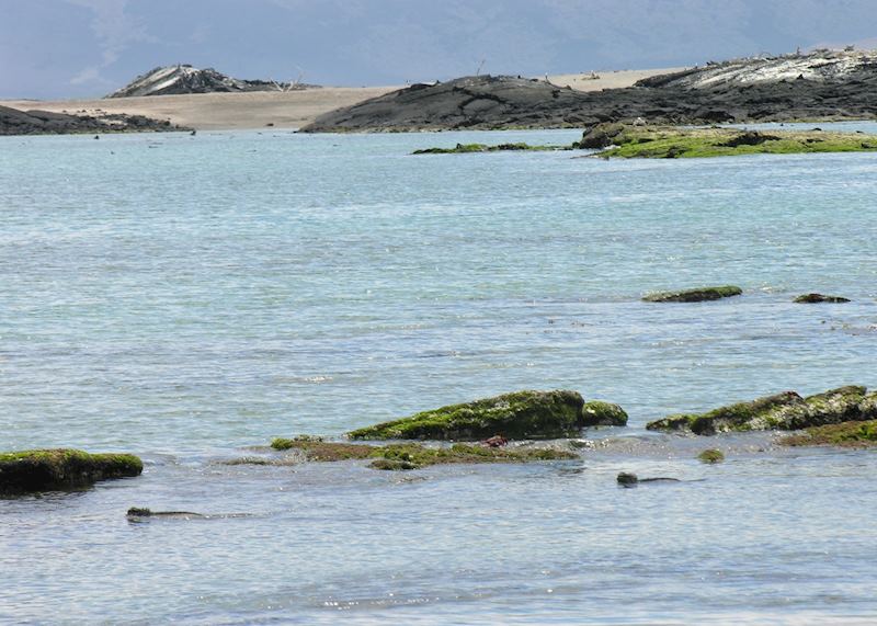Marine iguanas, Galapagos Islands, Ecuador