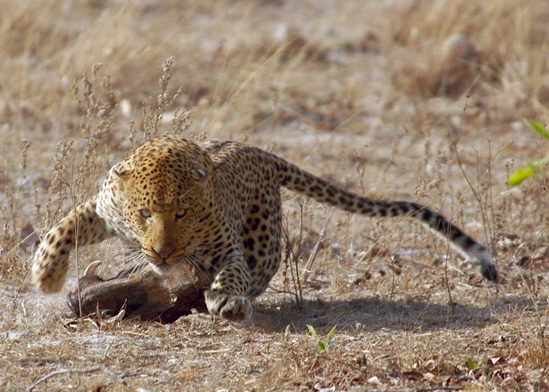 Leopard in the Kafue National Park