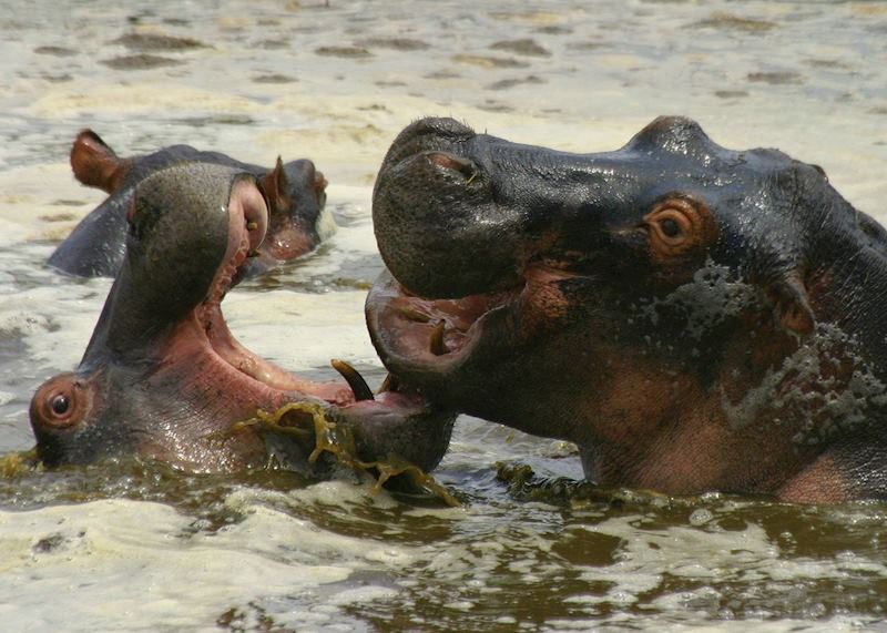 Playful hippo in the Selous Game Reserve