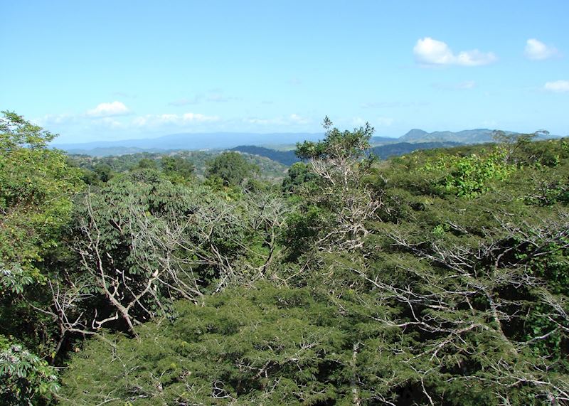 View from Canopy Tower, Panama