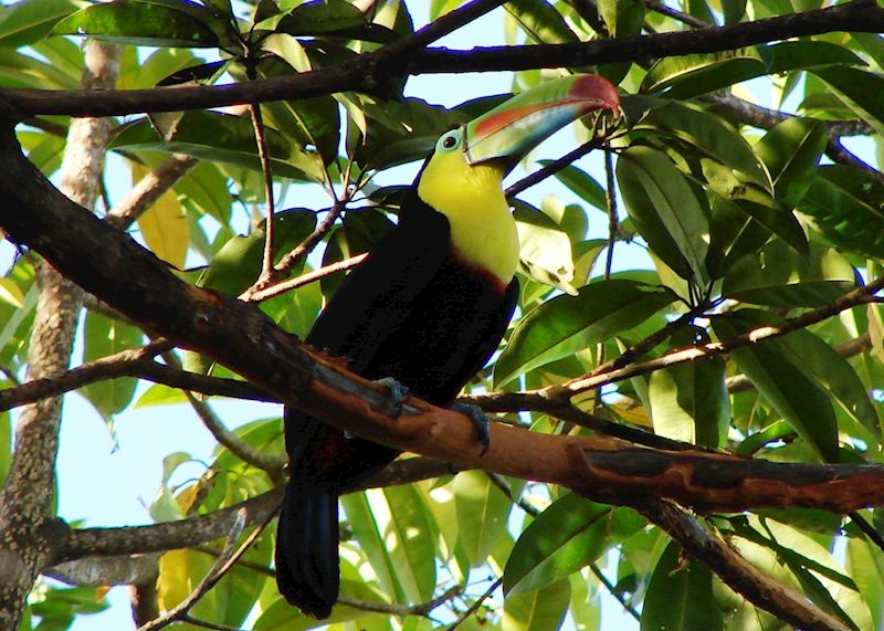 Keel-billed toucan, Belize