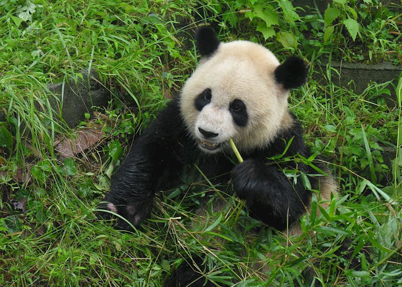 Giant Panda