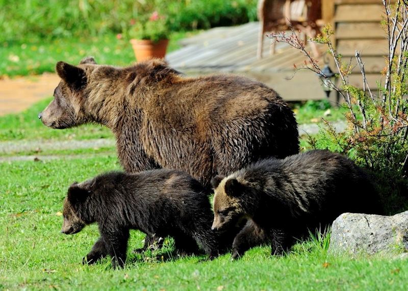 Grizzly bears at Tweedsmuir Lodge