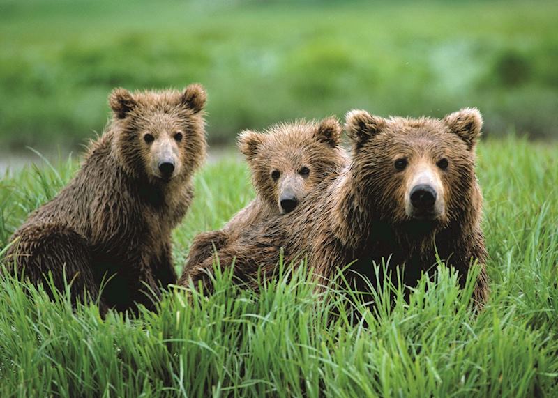 Grizzly bear with cubs