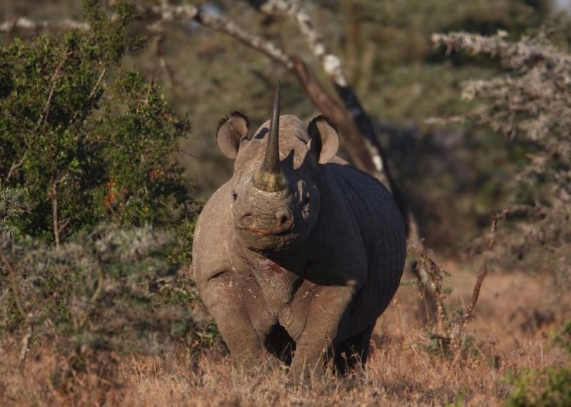 Rhino from Kicheche Laikipia