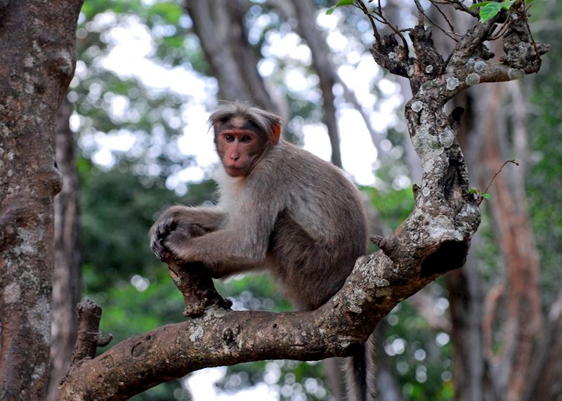 Macaque, Periyar National Park