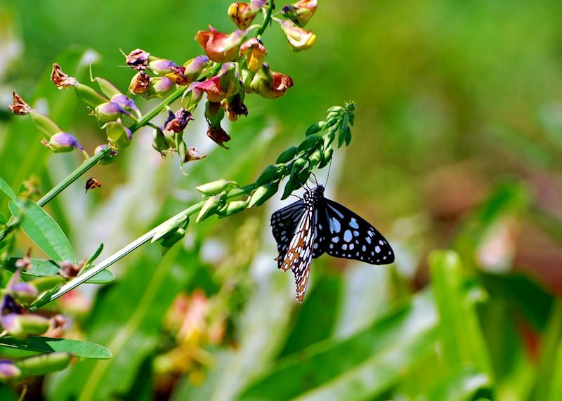 Blue tiger butterfly, Periyar Wildlife Sanctuary, India