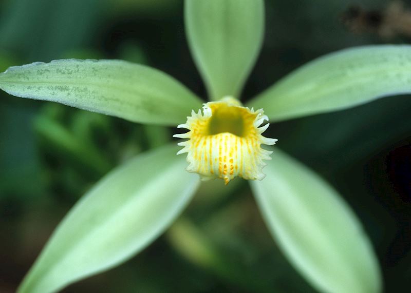 Vanilla flower, Raiatea