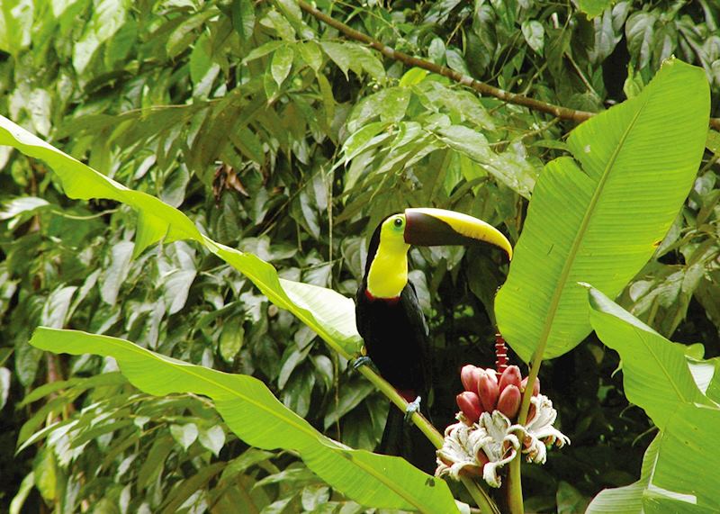 Chestnut-Mandibled Toucan, Costa Rica