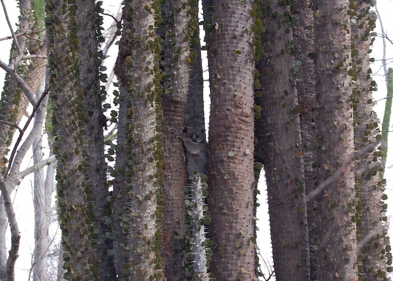 Sportive lemur, Ifotaka Community Forest, Madagascar