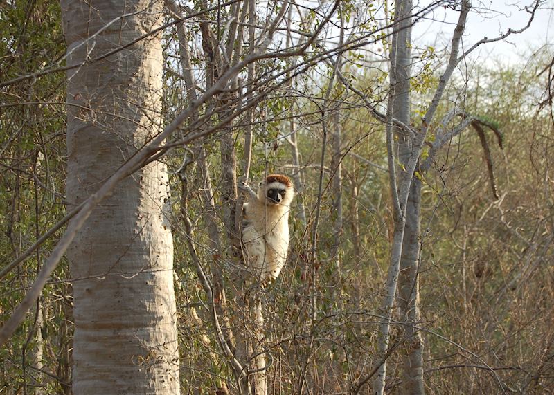 Verreaux's sifaka, Ifotaka Community Forest, Madagascar