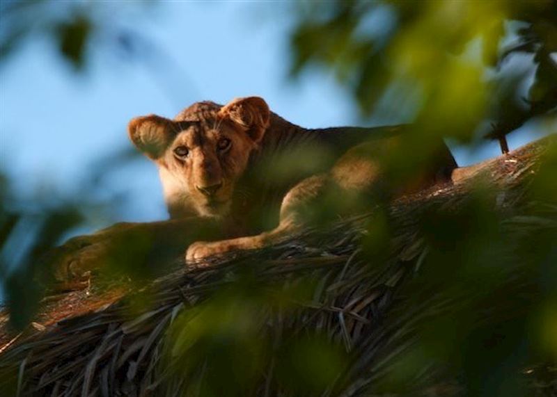 Tree climbing lion, Meru National Park