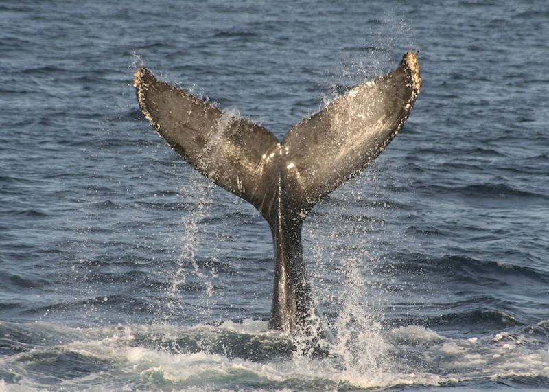 Grey Whale, Sea of Cortez