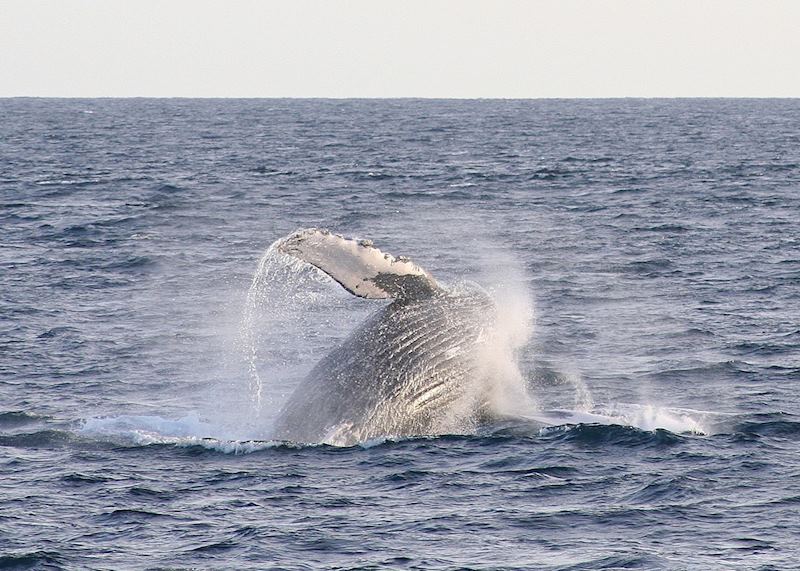 Humpback whale breaching, Baja California