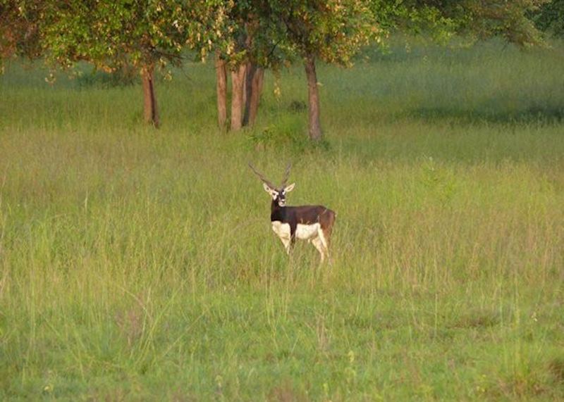 Blackbuck seen on an afternoon safari at Satpura
