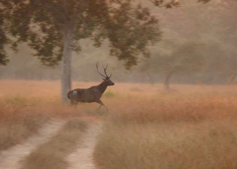 A Sambar sighting at the Satpura National Park