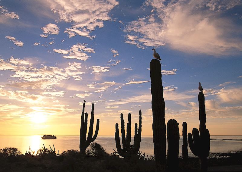 The Sea Lion, Lindblad Expeditions, Baja