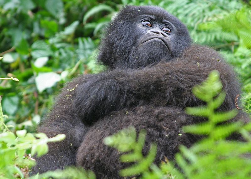 Juvenile mountain gorilla, Volcanoes National Park