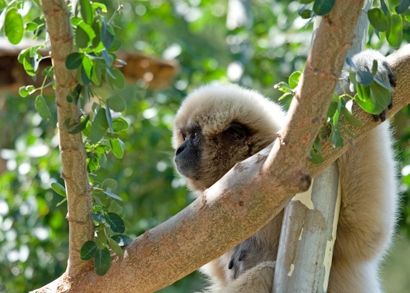 A white gibbon, Thailand