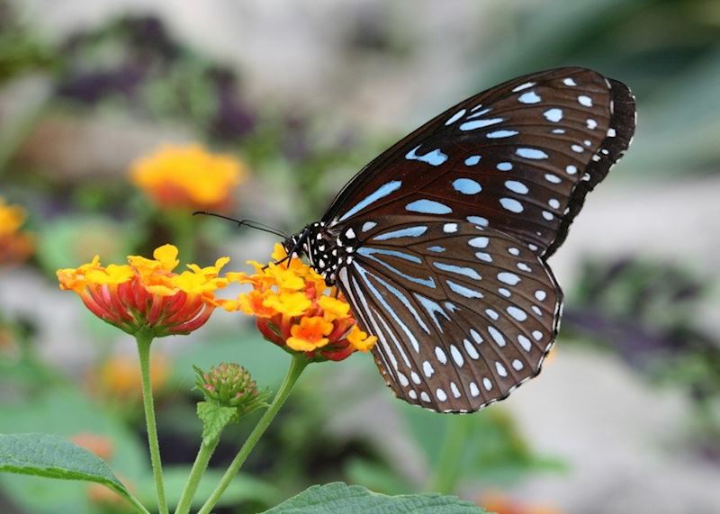 A plethora of butterflies can be found throughout Thailand