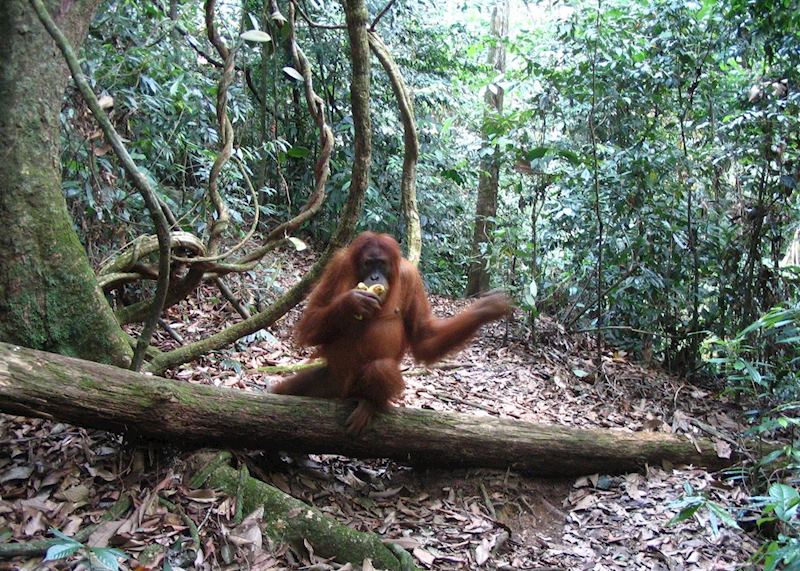 Orang-utan, Bukit Lawang, Indonesia