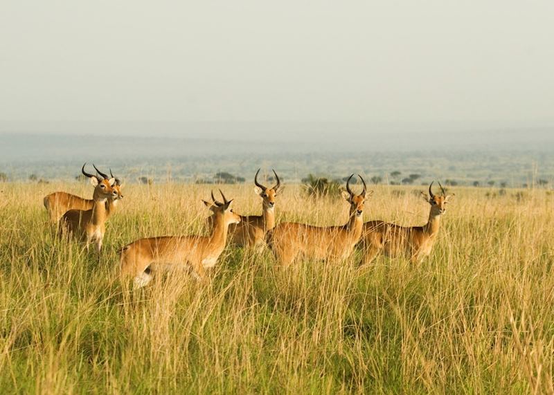 Uganda kob in Murchison Falls National Park