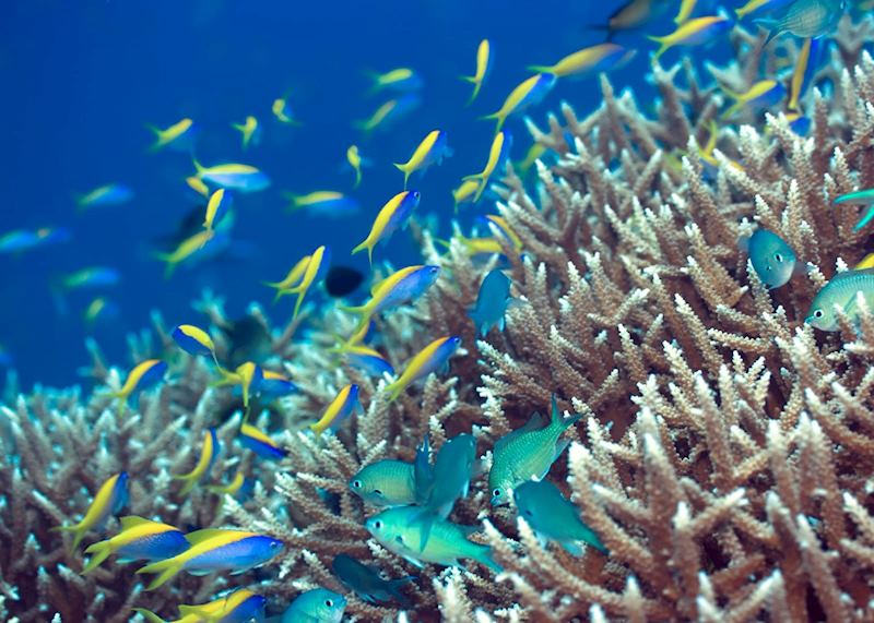Coral reef, the Maldives